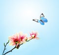 Beautiful butterfly on pink flower magnolia, sky background Royalty Free Stock Photo