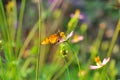 Butterfly on a flower with background bokeh Royalty Free Stock Photo