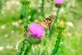 Beautiful butterfly on a pink thistle flower Royalty Free Stock Photo