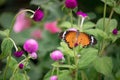 Yellow with black Butterfly on Violet Flowers with Blurred Green Background