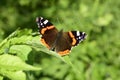 Beautiful butterfly on the plant. Royalty Free Stock Photo