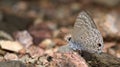 Beautiful Butterfly, Point Ciliate Blue, Anthene lycaenina