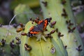 Beautiful butterfly pollinating and eating cactus flower Royalty Free Stock Photo