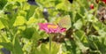 Butterfly eating on pink flower, Bay of Ieranto, Massa Lubrense, Italy Royalty Free Stock Photo