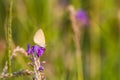 Beautiful butterfly purple flower Royalty Free Stock Photo