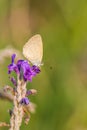 Beautiful butterfly purple flower Royalty Free Stock Photo