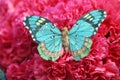 Beautiful butterfly on red carnations Royalty Free Stock Photo