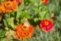 Beautiful butterfly on a red flower. Butterfly species Vanessa cardui Royalty Free Stock Photo