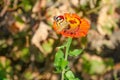 Autumn sunny day. Beautiful butterfly on a red flower. Butterfly species Vanessa cardui Royalty Free Stock Photo