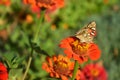 Beautiful butterfly on a red flower. Butterfly species Vanessa cardui Royalty Free Stock Photo