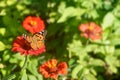 Beautiful butterfly on a red flower. Butterfly species Vanessa cardui Royalty Free Stock Photo