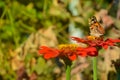 Beautiful butterfly on a red flower. Butterfly species Vanessa cardui Royalty Free Stock Photo