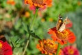 Beautiful butterfly on a red flower. Butterfly species Vanessa cardui. Bright, colorful background Royalty Free Stock Photo