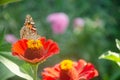 Beautiful butterfly on a red flower. Butterfly species Vanessa cardui Royalty Free Stock Photo