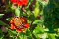 Beautiful butterfly on a red flower. Butterfly species Vanessa cardui Royalty Free Stock Photo