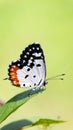 a beautiful butterfly with a red patch on its black and white wings Royalty Free Stock Photo