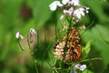 Beautiful Butterfly Relaxing in a Field of Wildflowers