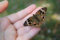 Beautiful Butterfly Resting Gently on Hand