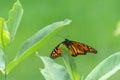 A beautiful butterfly resting on milkweed Royalty Free Stock Photo