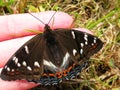 Beautiful butterfly resting in woman hand Royalty Free Stock Photo