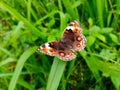 A beautiful butterfly rests on a green leaf. Royalty Free Stock Photo