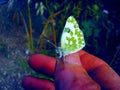 Beautiful butterfly