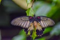 Hanging Beautiful Butterfly