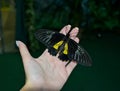 Beautiful butterfly sits on the hand in the room Royalty Free Stock Photo