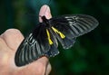 Beautiful butterfly sits on the hand in the room Royalty Free Stock Photo