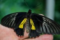 Beautiful butterfly sits on the hand in the room Royalty Free Stock Photo