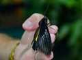 Beautiful butterfly sits on the hand in the room Royalty Free Stock Photo
