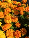 Beautiful butterfly sits on marigold flowers growing in a flower bed on a sunny summer day. Vertical Royalty Free Stock Photo