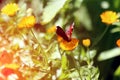 Beautiful butterfly sits on a marigolds Calendula in close up. Medicine flowers