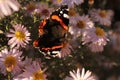 A beautiful butterfly sits on a aster in a summer garden. Royalty Free Stock Photo