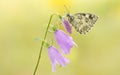 A beautiful butterfly sits on a pink flower Royalty Free Stock Photo