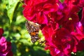 A beautiful butterfly sits on a pink flower. Close-up Royalty Free Stock Photo