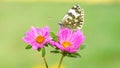A beautiful butterfly sits on a pink flower in the garden Royalty Free Stock Photo