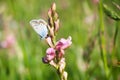 A beautiful butterfly sits on a pink flower. Spring sunny day. Royalty Free Stock Photo