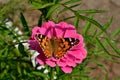 A beautiful butterfly sits on a red flower with green leaves Royalty Free Stock Photo