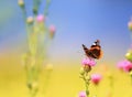 Beautiful butterfly sitting on a barbed flowers in summer on a S