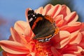 Beautiful butterfly sitting on the bright orange colored dahlia flower on a warm and sunny autumn day Royalty Free Stock Photo