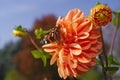 Beautiful butterfly sitting on the bright orange colored dahlia flower on a warm and sunny autumn day Royalty Free Stock Photo