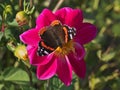 Beautiful butterfly sitting on the bright red and yellow colored dahlia flower on a warm sunny autumn day Royalty Free Stock Photo
