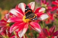 Beautiful butterfly sitting on the bright red and yellow colored dahlia flower on a warm sunny autumn day Royalty Free Stock Photo