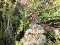 Beautiful butterfly sitting on flower Royalty Free Stock Photo