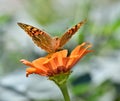 Beautiful butterfly sitting on an flower Royalty Free Stock Photo