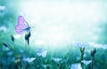 Beautiful  butterfly sitting on flower bed. Spring colored nature background.A purple flax flower blooms in a summer meadow. Royalty Free Stock Photo