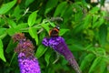 A beautiful butterfly sitting on a flower - budleja - in the flower park Royalty Free Stock Photo