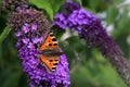 A beautiful butterfly sitting on a flower - budleja - in the flower park Royalty Free Stock Photo