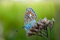 Beautiful butterfly sitting on flower and feeding. Macro detail of tiny creature. Spring season, Czech republic Royalty Free Stock Photo